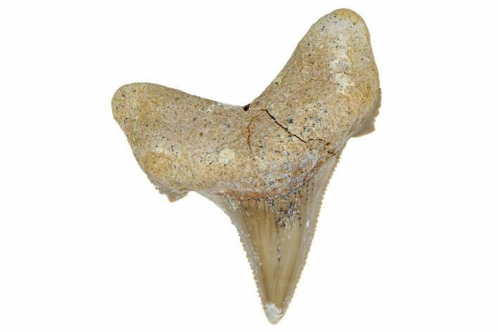 Serrated Sokolovi (Auriculatus) Shark Tooth - Dakhla, Morocco #249693